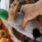 Mallard Plush Pet Squeak Toy